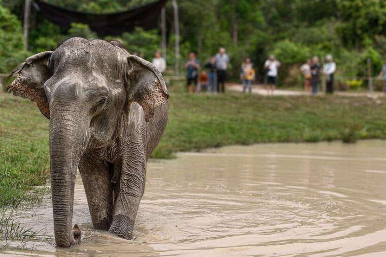 kulen-elephant-forest-tonlesap-lake-include-boat-transfer