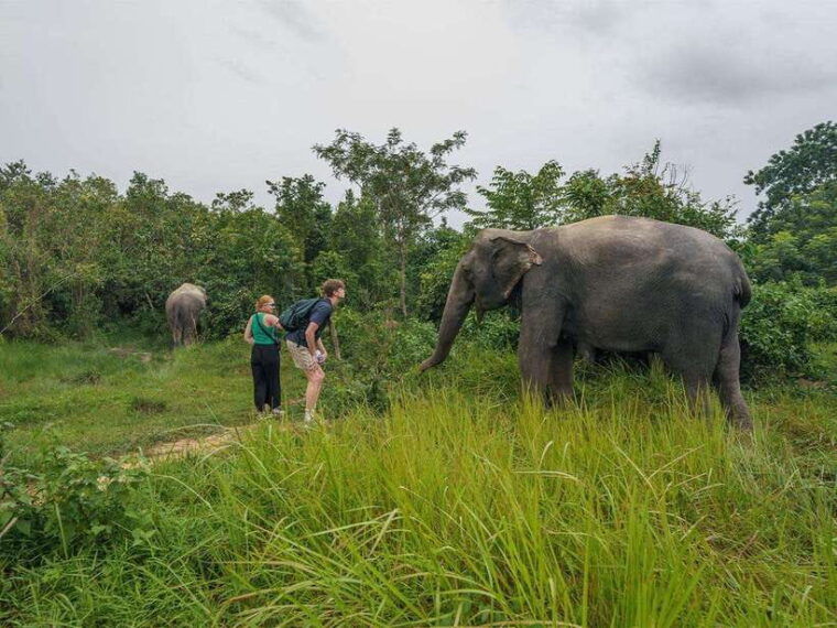 kulen-elephant-forest-tour-with-hotel-pick-up-drop-off