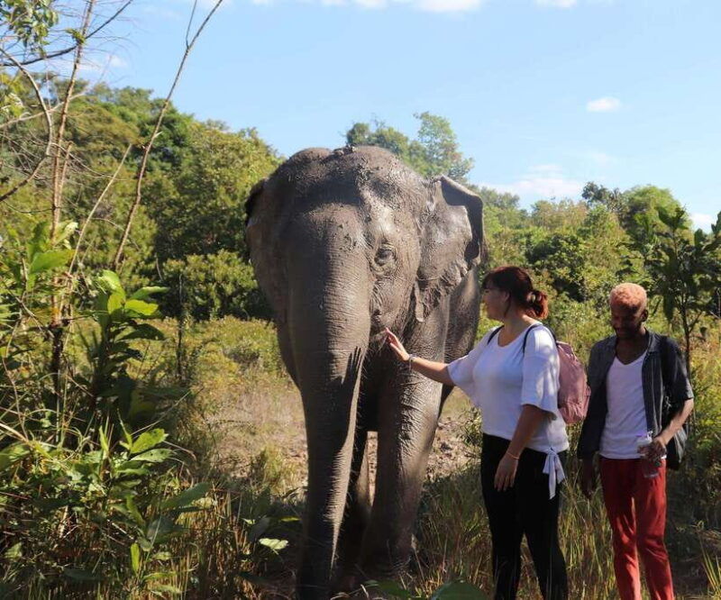 kulen-mountain-day-trip-with-picnic-kulen-elephant-forest