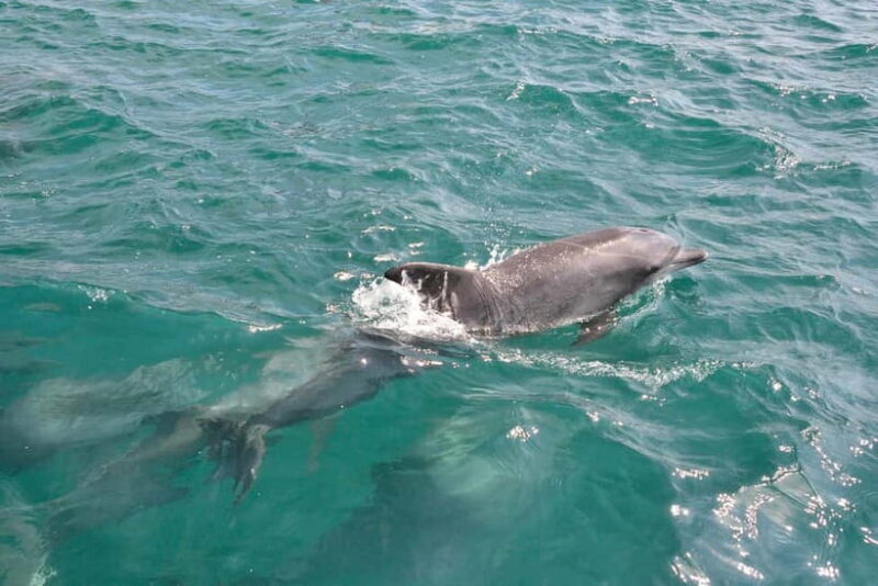 Kumamoto: Dolphin Watching and Zipline Experience Tour - Introduction: A Day of Natural Wonders and Adventure