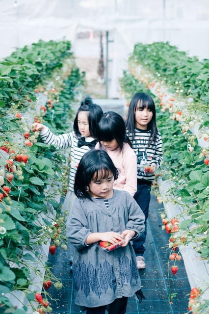 kumamoto-strawberry-picking-with-dessert-at-nakahata-farm
