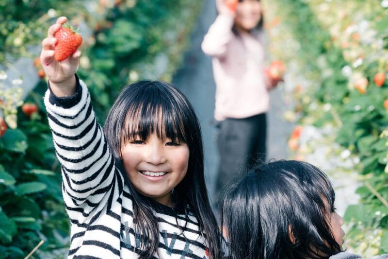 kumamoto-strawberry-picking-with-dessert-at-nakahata-farm