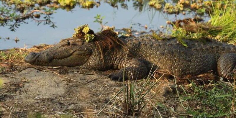 kumana-national-park-full-day-safari-0500-am-0600-pm