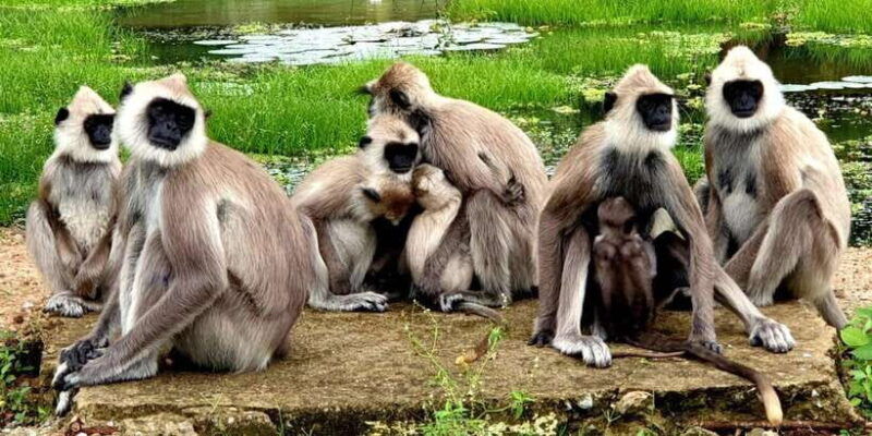 kumana-national-park-full-day-safari-0500-am-0600-pm
