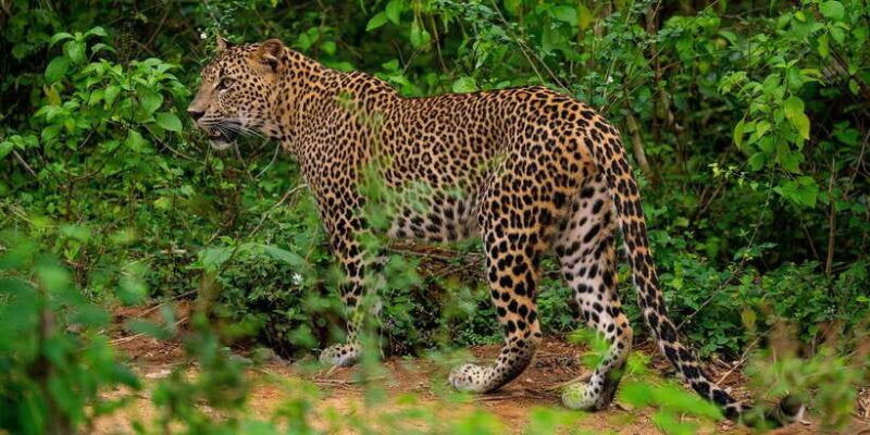 kumana-national-park-full-day-safari-0500-am-0600-pm