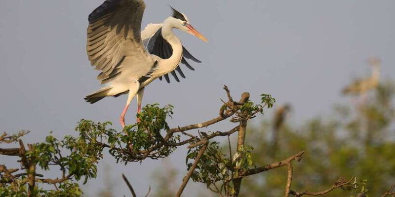 kumana-national-park-full-day-safari-0500-am-0600-pm