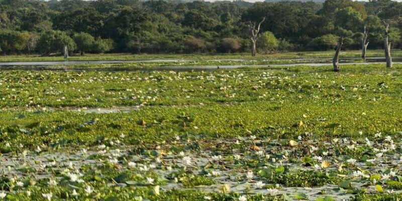 kumana-national-park-full-day-safari-0500-am-0600-pm