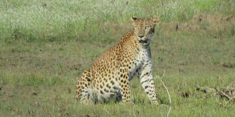 kumana-national-park-full-day-safari-0500-am-0600-pm