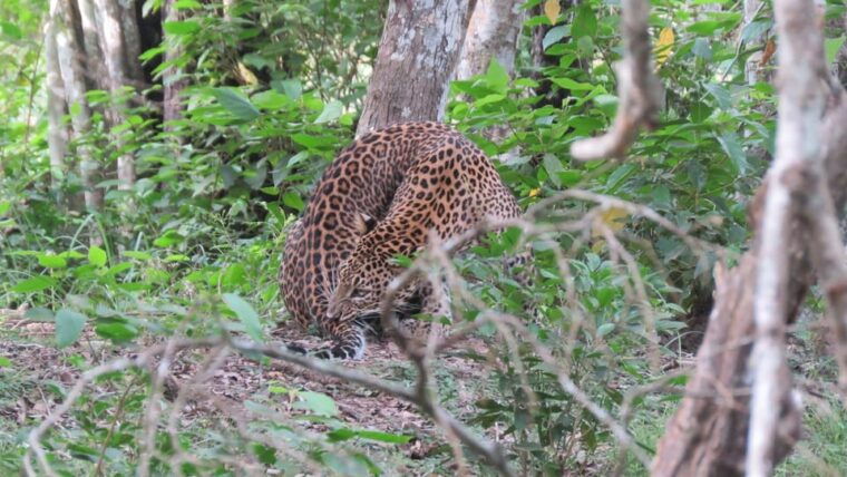 kumana-national-park-full-day-safari-0500-am-0600-pm