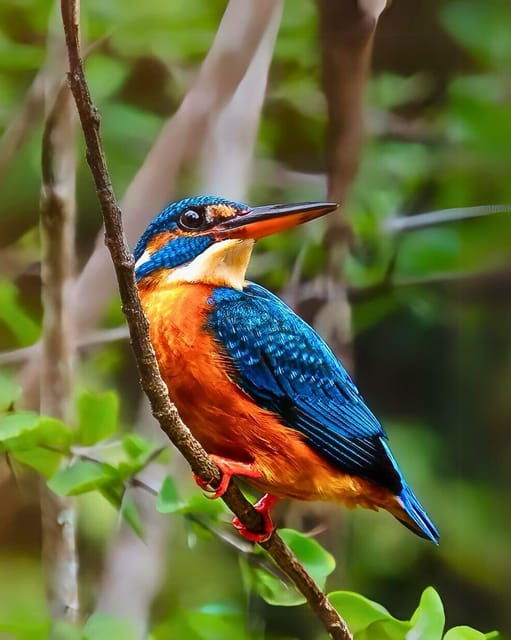 kumana-national-park-full-day-safari-0500-am-0600-pm
