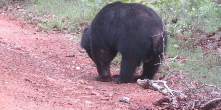 kumana-national-park-full-day-safari-0500-am-0600-pm