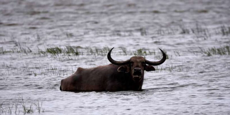 Kumana National Park Half day Jeep safari Morning/Afternoon - Exploring Kumana National Park Half-Day Jeep Safari: An Honest Review
