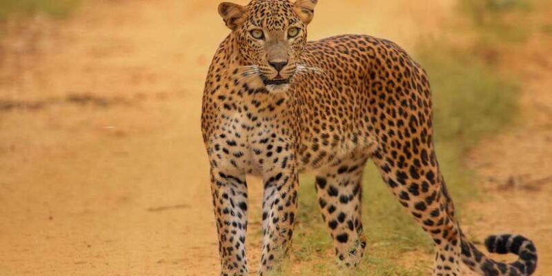 kumana-national-park-half-day-jeep-safari