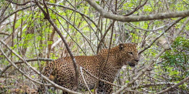 kumana-national-park-half-day-jeep-safari