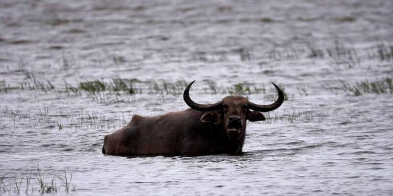 kumana-national-park-half-day-jeep-safari
