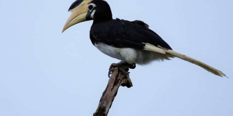 kumana-national-park-half-day-jeep-safari