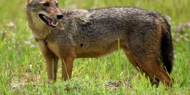 kumana-national-park-half-day-jeep-safari