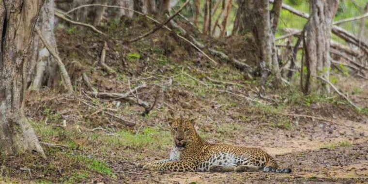 kumana-national-park-half-day-jeep-safari