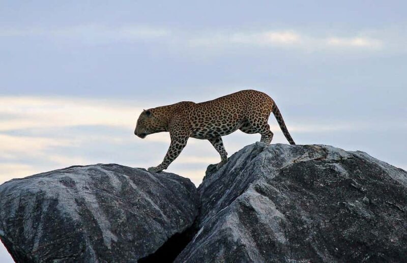 Kumana National Park Half or Full-Day Safari - The Itinerary and What Expect