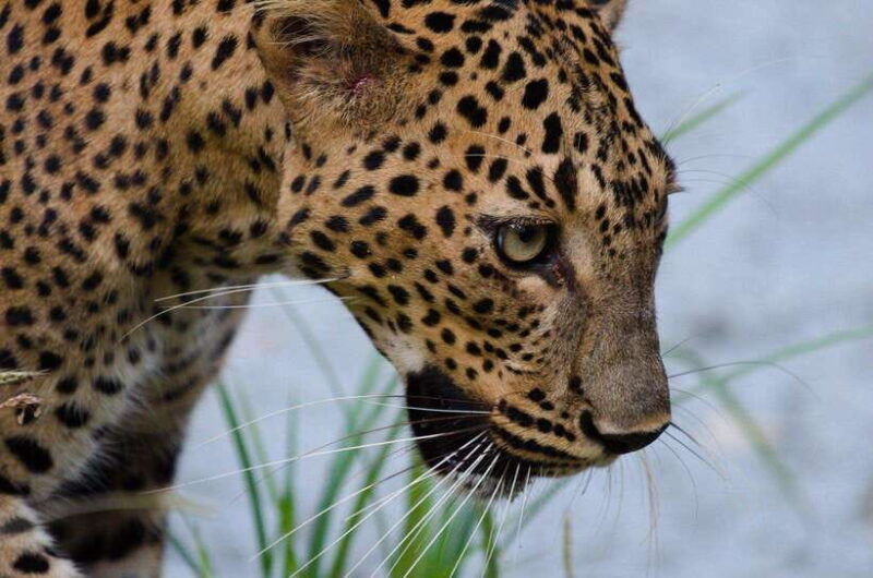 kumana-national-park-leopard-safari-private-tour