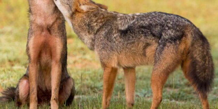 kumana-national-park-morning-or-afternoon-leopard-safari