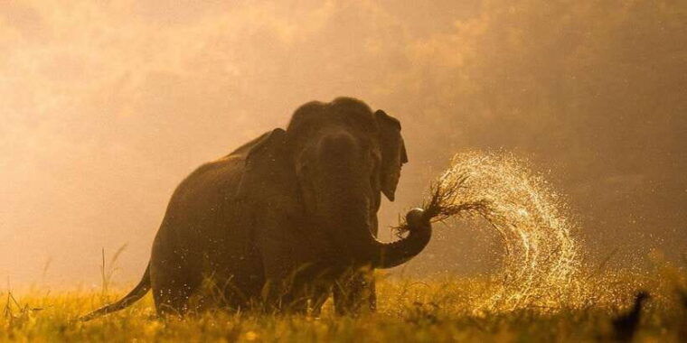 kumana-national-park-morning-or-afternoon-leopard-safari