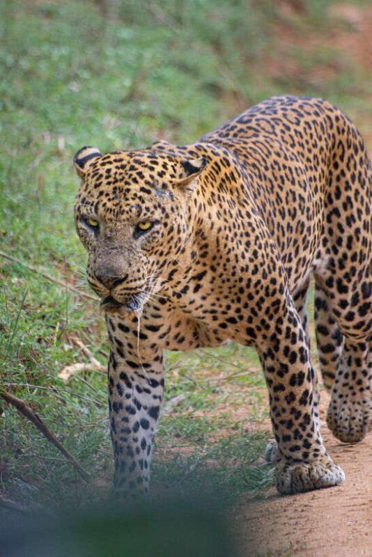 kumana-national-park-morning-or-afternoon-safari-tour