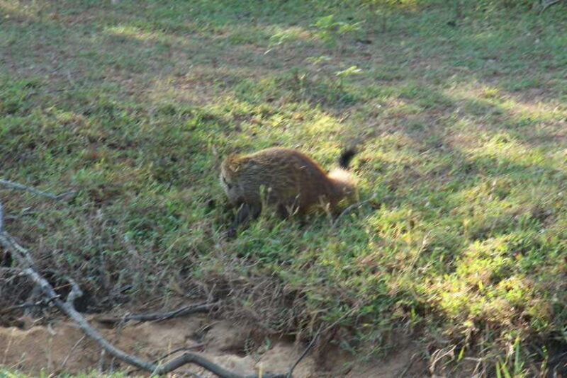 kumana-national-park-morning-or-afternoon-safari-tour