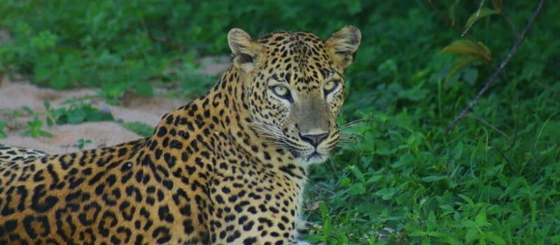 kumana-national-park-morning-or-afternoon-safari-tour