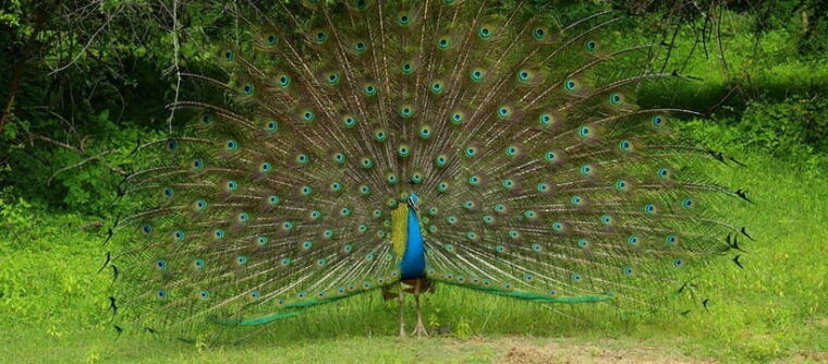 kumana-national-park-morning-or-afternoon-safari-tour
