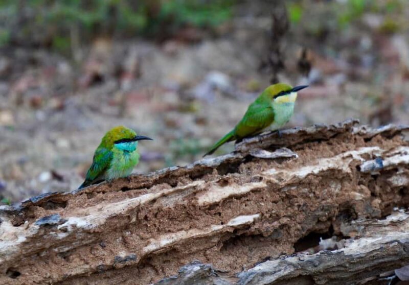 Kumana National Park: Private Birdwatching Safari Tour - Key Points