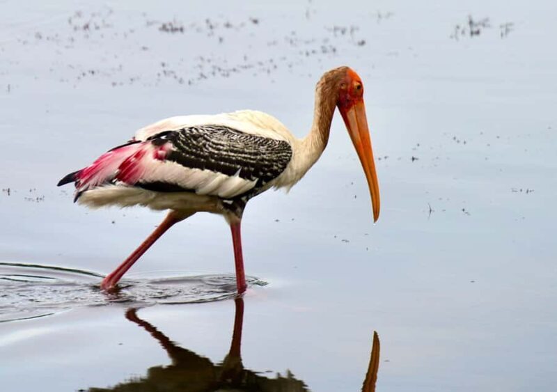 Kumana National Park: Private Birdwatching Safari Tour - An Introduction to the Tour