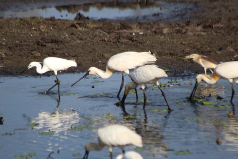 Kumana National Park: Private Birdwatching Safari Tour - What Travelers Say About This Experience