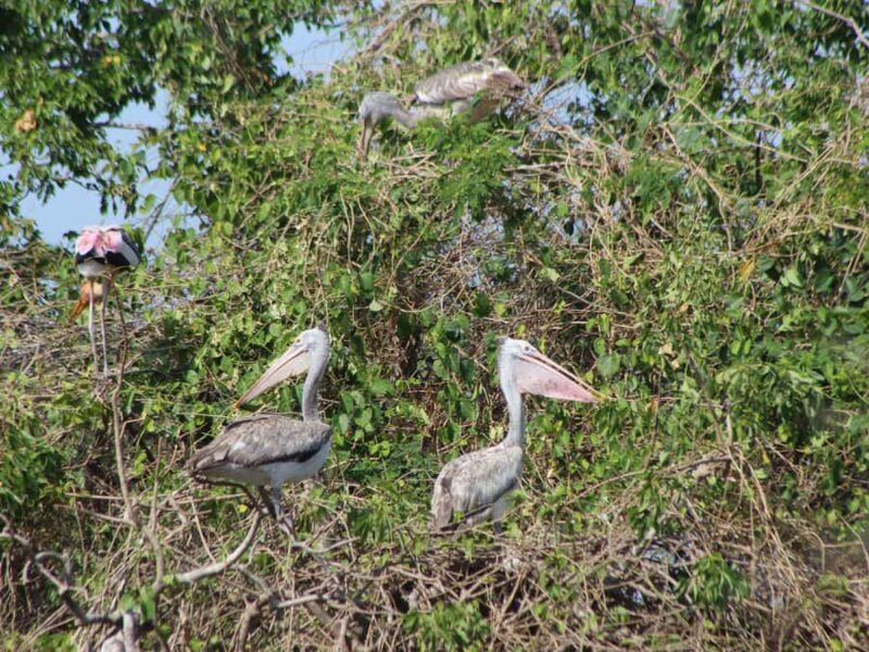 Kumana National Park: Private Birdwatching Safari Tour - Transportation and Practical Details