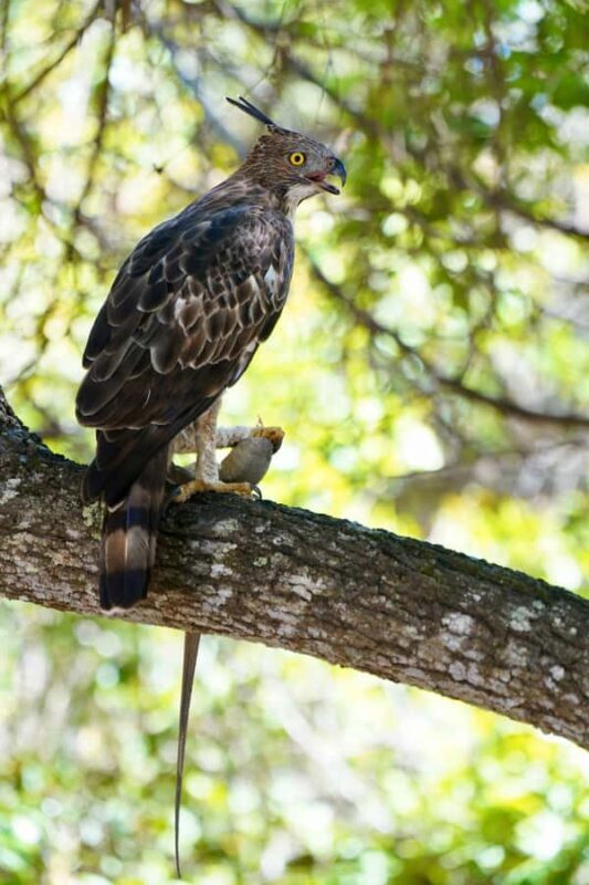 Kumana National Park: Private Birdwatching Safari Tour - Frequently Asked Questions