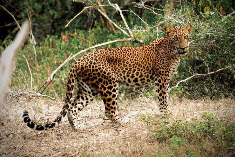 kumana-national-park-private-half-day-jeep-safari