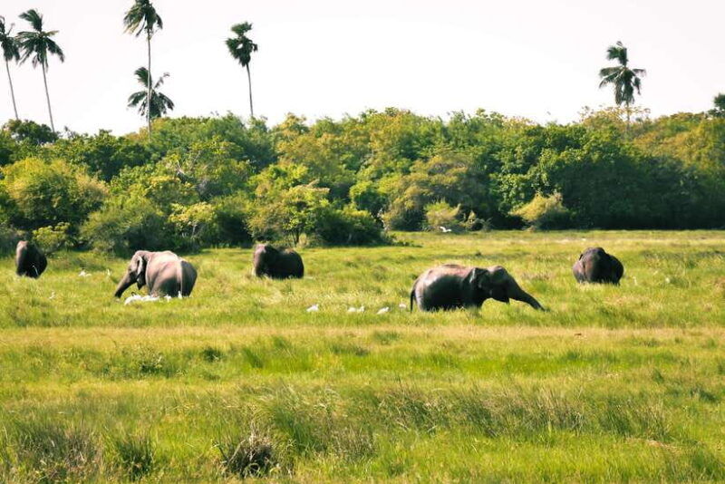 kumana-national-park-private-half-day-jeep-safari