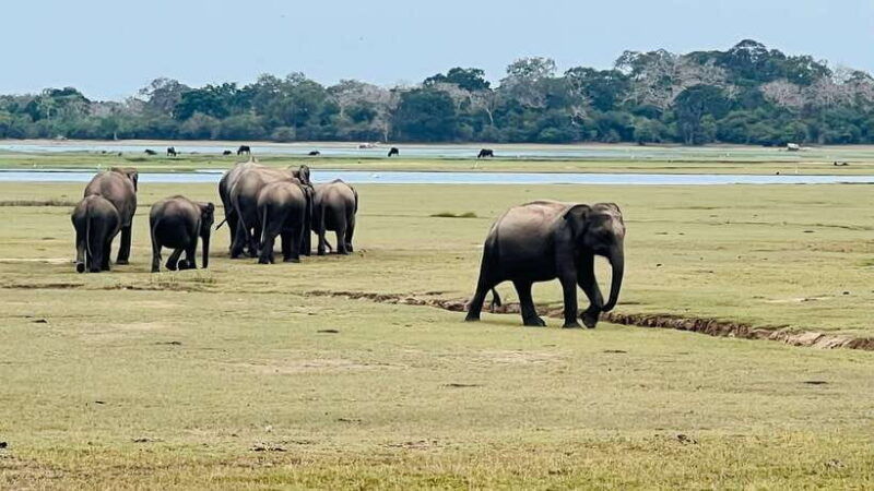 kumana-national-park-private-half-day-jeep-safari