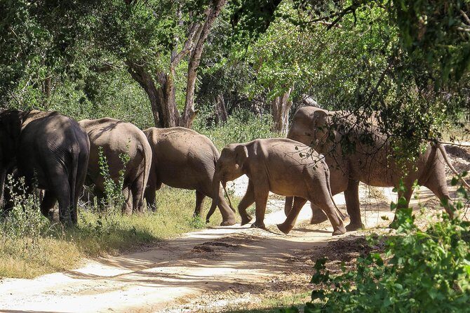 Kumana National Park Private Safari - Kumana National Park Private Safari Review