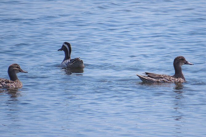 Kumana National Park Private Safari - What Makes This Safari Stand Out?