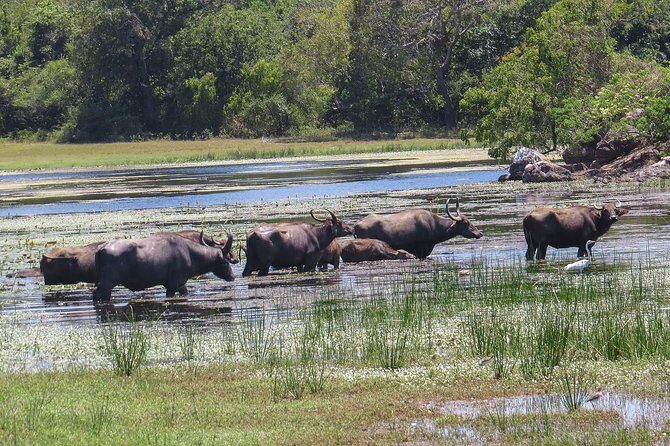 Kumana National Park Private Safari - What’s Included and What’s Not?