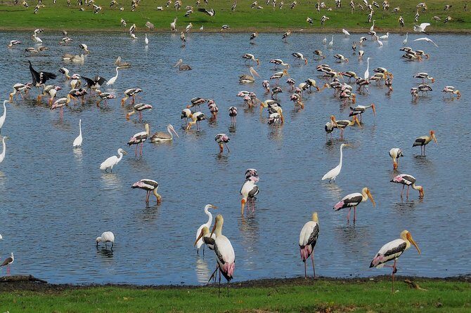 Kumana National Park Private Safari - Final Thoughts on Value and Suitability