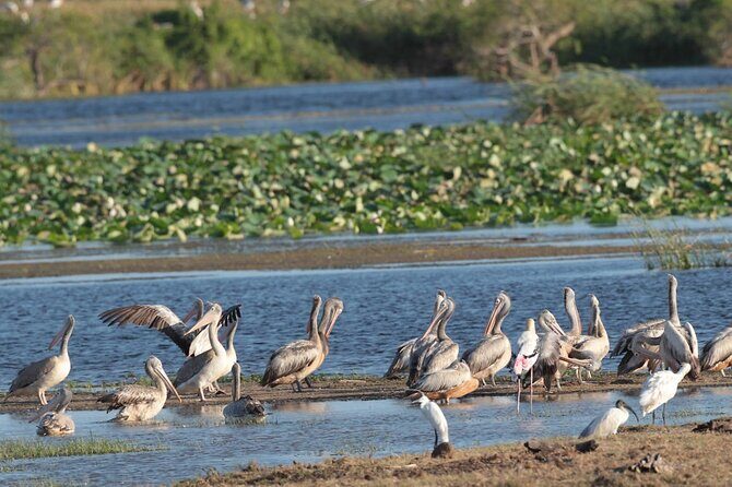 Kumana Safari Drive from Arugam Bay - The Sum Up