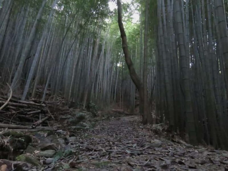Kumano Kodo: Guided Kiiji Walking Tour in Kainan City - Key Points