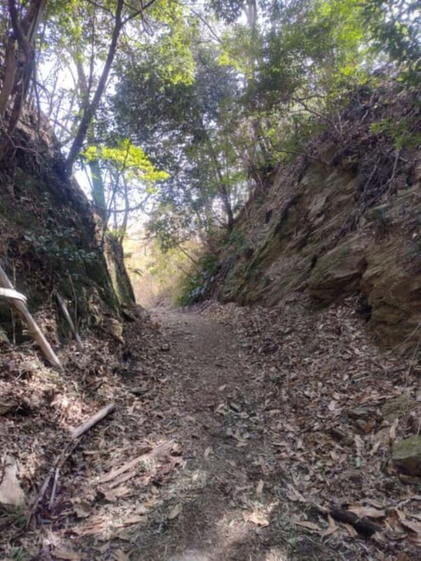 Kumano Kodo: Kiiji Pilgrimage Route Walking 7 Tours - The Sum Up