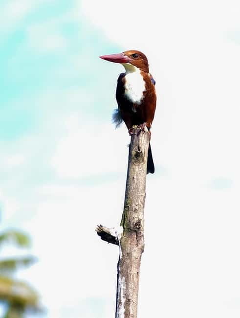 Kumarakom: Sunrise Cruise With Village Life and Local Food - What to Expect on the Sunrise Canoe Cruise