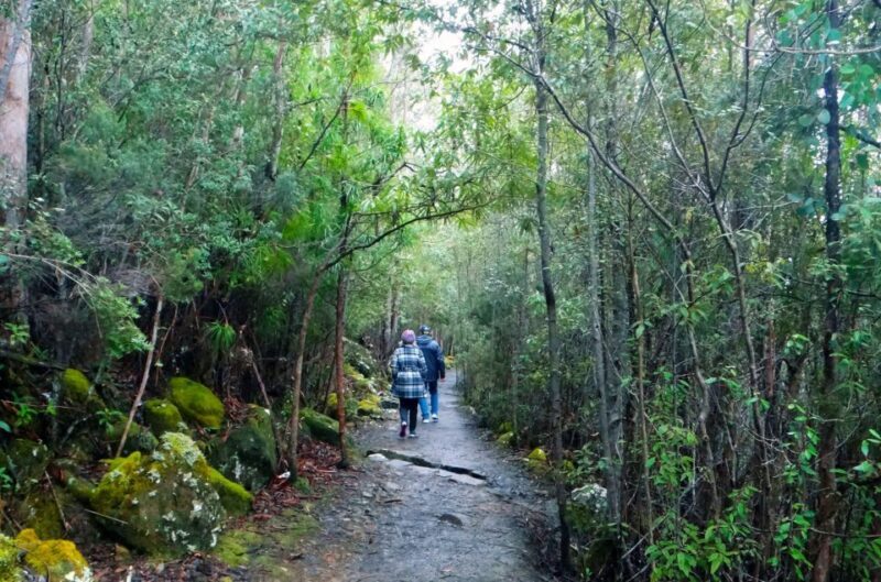 Kunanyi & Mt Wellington Explorer Bus: One-Way Bus Pass - How This Experience Compares to Others