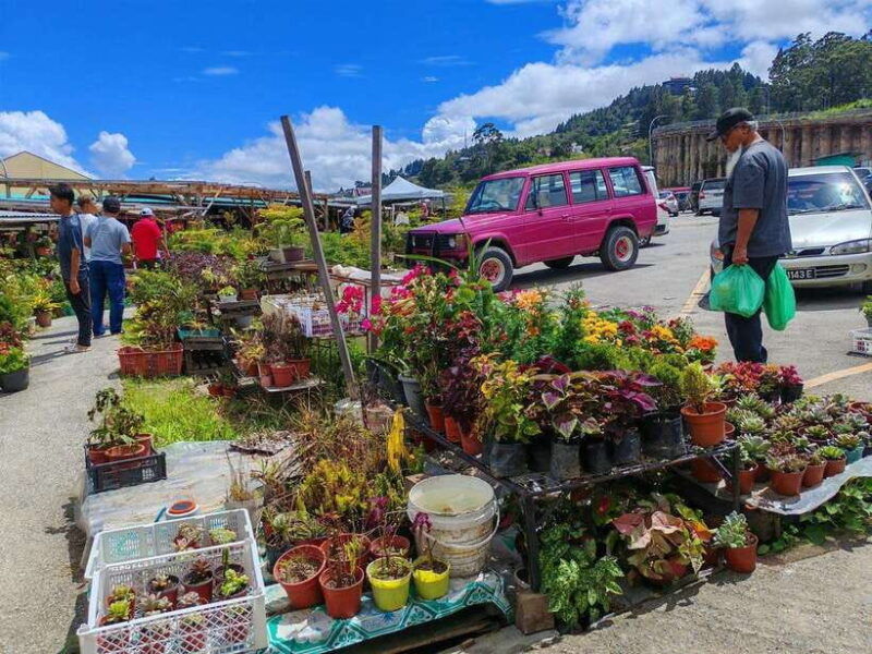 kundasang-atv-ride-dairy-farm-visit-meal-shared-tour