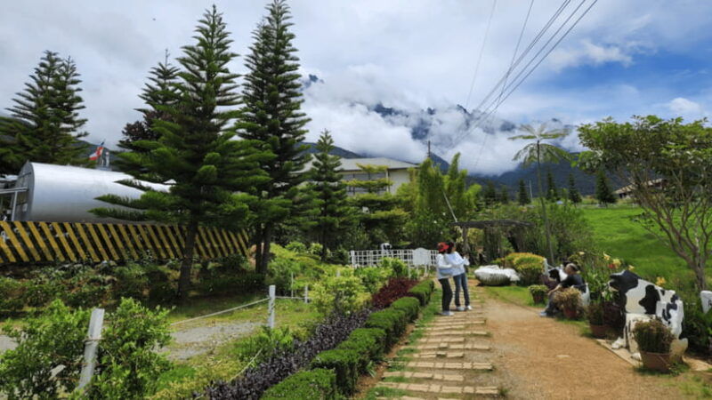 kundasang-day-tour-with-desa-dairy-farm-and-alpaca-club