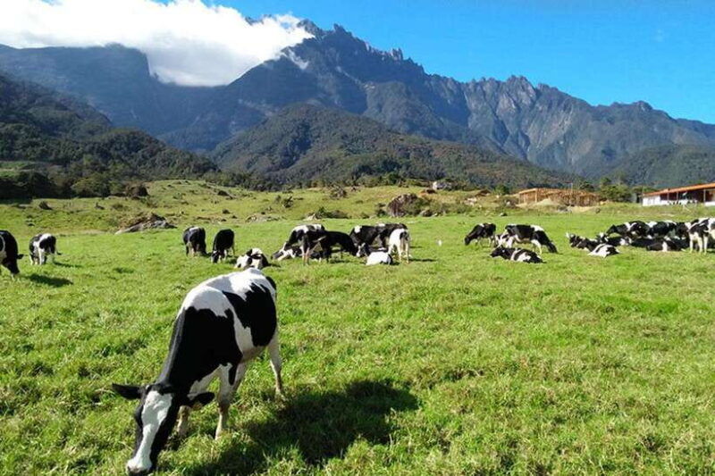 kundasang-day-trip